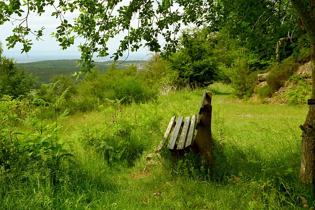 翘首以盼 翘首以盼